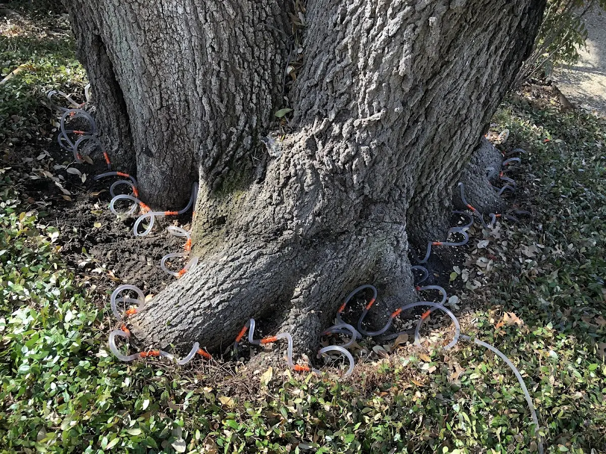 Detailed Tree Cabling and Bracing job site in Tonto Basin