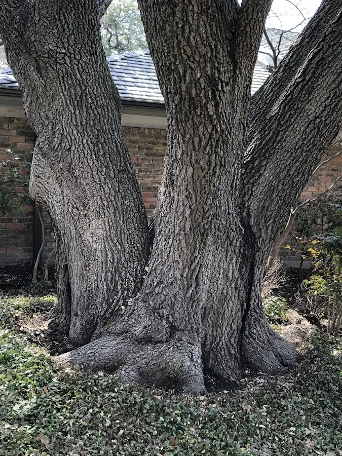 Mature heritage tree close to a Tonto Basin property cared for by certified arborists