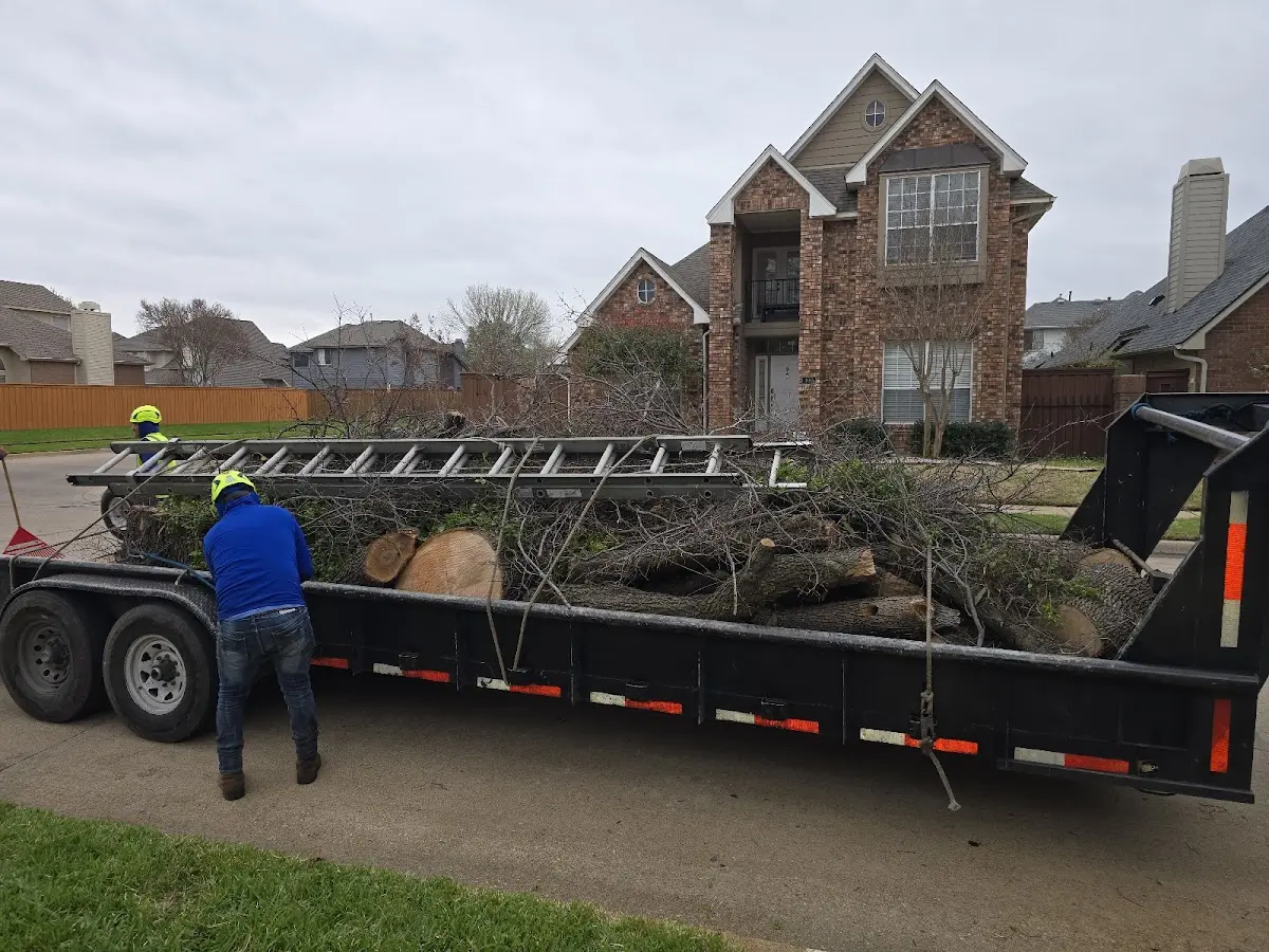 Expert Tree Removal with proper safety equipment in Tonto Basin